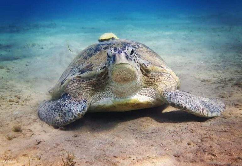 洪加達 - Marsa Mubarak浮潛，與儒艮和海龜同遊