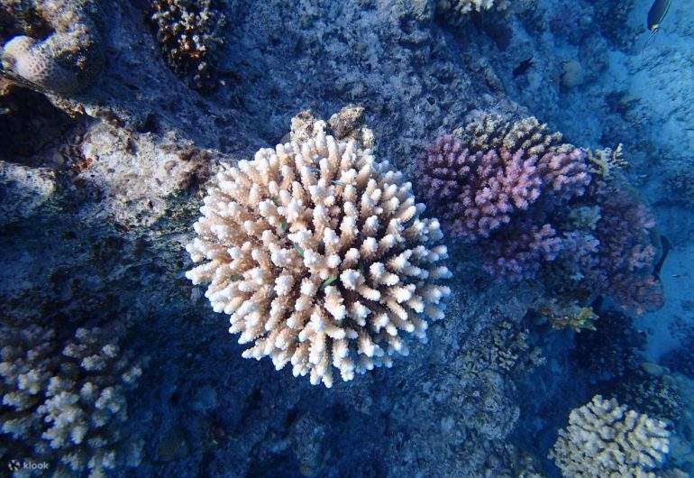 เฮอร์กาดา - สน็อกเกิลที่ Marsa Mubarak ชมพะยูนและเต่า 