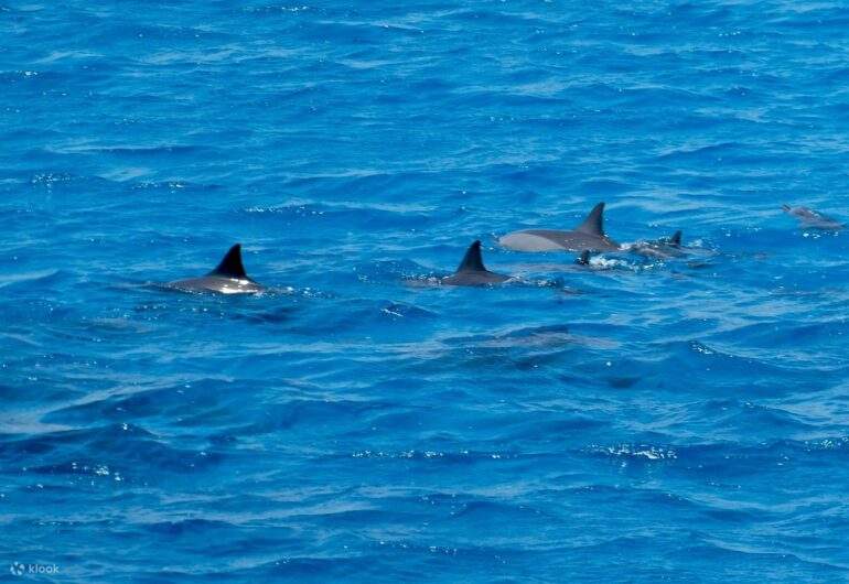 Marsa Alam - Excursión de un día para otro a Sataya Dolphin House 