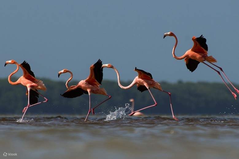 ฝูงนกฟลามิงโก้อันสง่างามกำลังหาอาหารในแหล่งที่อยู่อาศัยตามธรรมชาติ ท่ามกลางทัศนียภาพชายฝั่งอันเขียวชอุ่ม