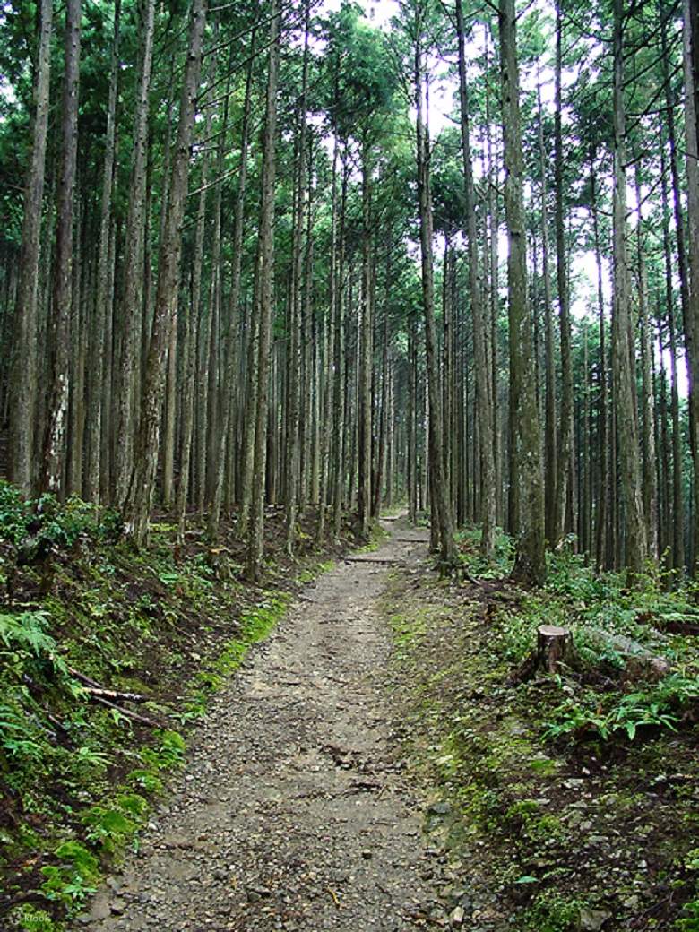 世界遺産熊野古道 ウォーキングツアー | Klook