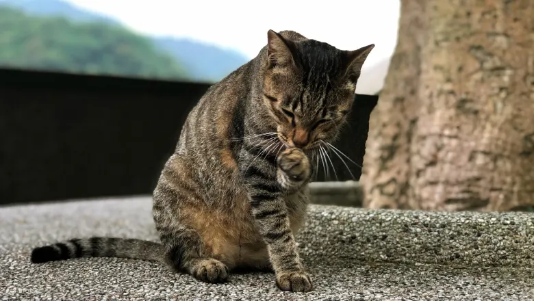 猴硐猫村