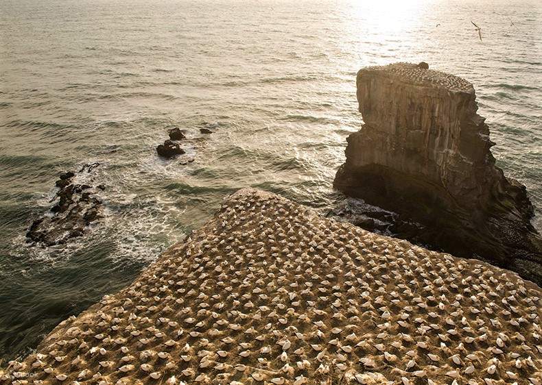 Muriwai Beach, Devonport, and the Auckland Sailing Club Day Tour from