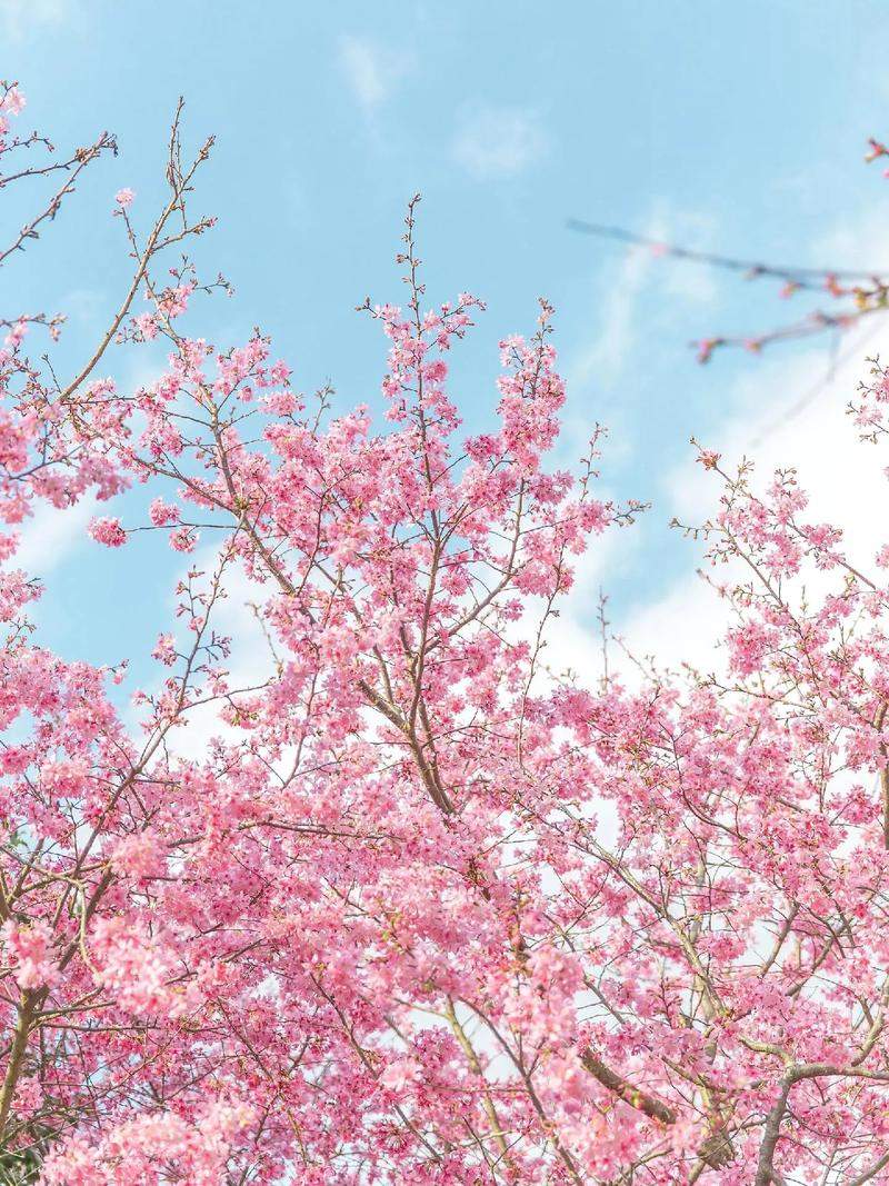 Suzhou Cherry Blossom Viewing in Spring Klook Singapore