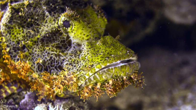 หลักสูตรดำน้ำลึกจากสถาบัน PADI