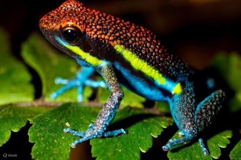 Immerse in Nature: Manu Amazon Tour 3 Days Adventure - Klook Philippines