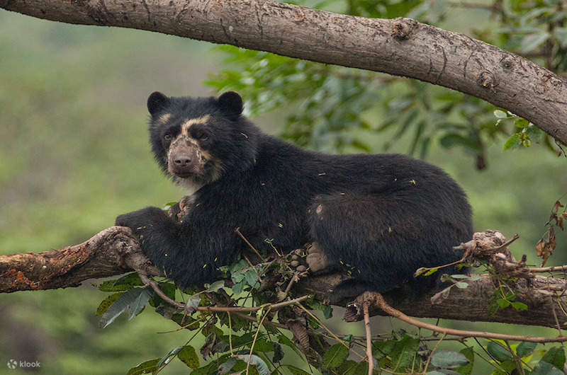 Immerse in Nature: Manu National Park Tour from Cusco in 3 Days - Klook