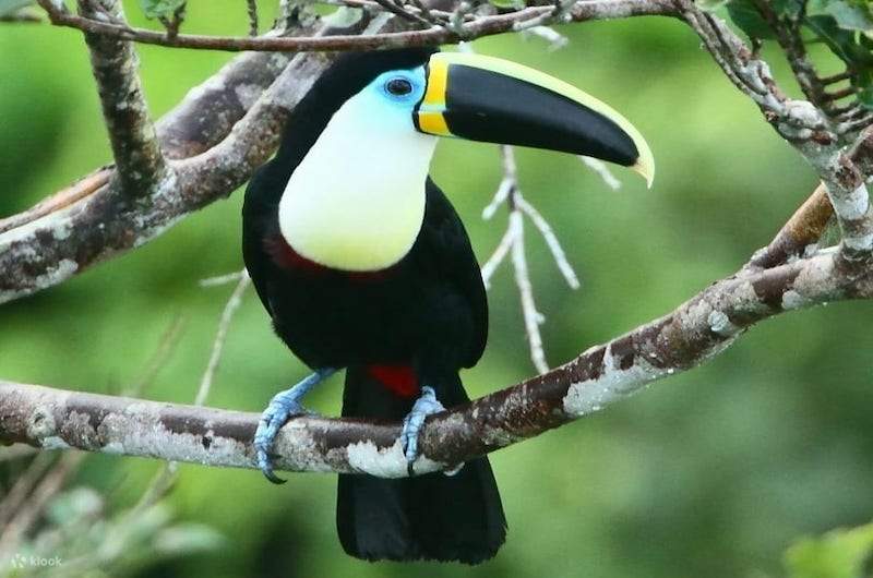 Immerse in Nature: Manu Amazon Tour 3 Days Adventure - Klook