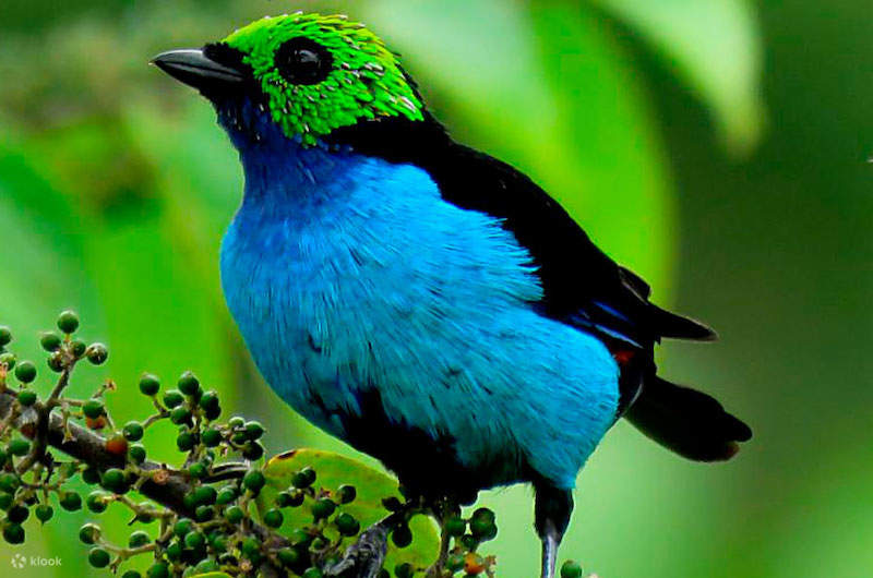 Immerse in Nature: Manu Amazon Tour 3 Days Adventure - Klook