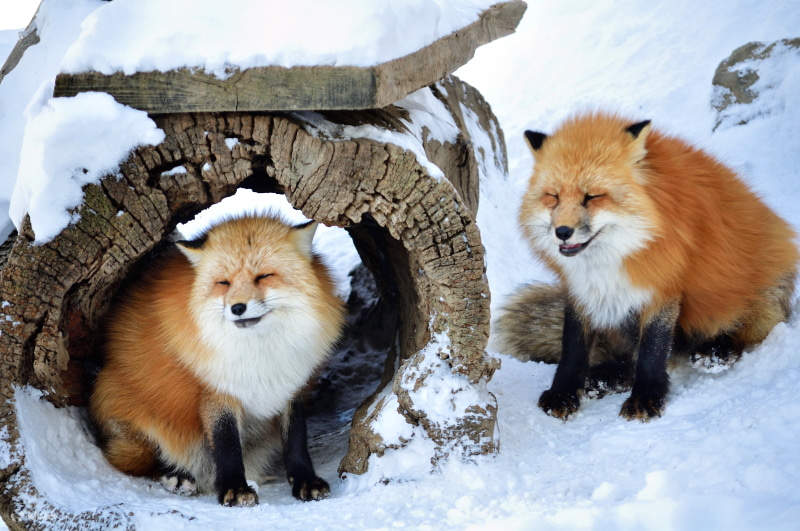 銀山温泉 大内宿 蔵王宿泊付きツアーの予約 池袋発 Klook 銀山温泉 大内宿 蔵王宿泊付きツアーの予約 池袋発 Klook