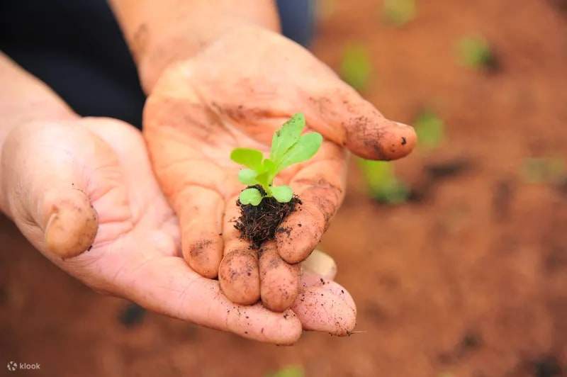 Đào Viên | Trang trại sinh thái hữu cơ Formosa Plastics Yangmei | Tham quan trang trại, hái rau quả, hoạt động DIY