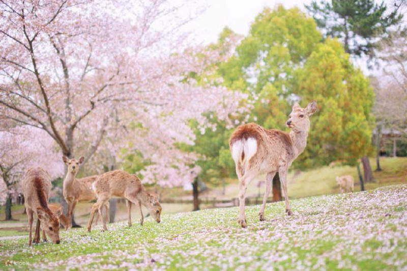 Taman Nara & Kuil Todaiji & Tur Sehari Uji & Genji no Yu - Klook Indonesia