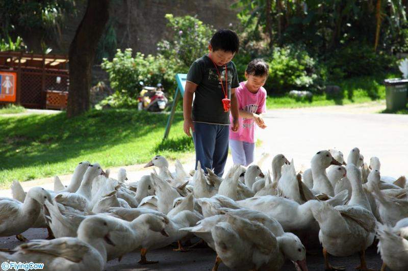 Vé vào cửa Nông trại Flying Cow, Miaoli