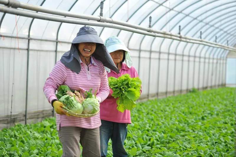 桃園 | Formosa Plastics Yangmei Organic Ecological Farm | 農場見学、果物や野菜の収穫、DIY 活動