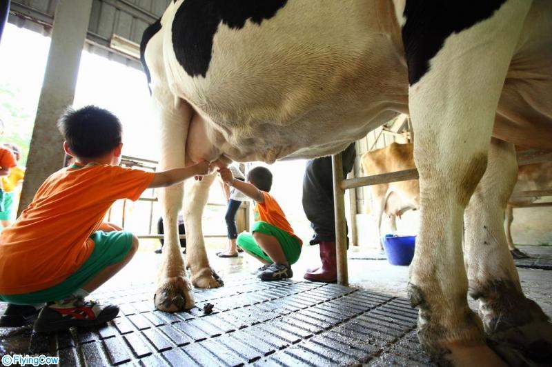 Hãy vui vẻ trải nghiệm vắt sữa bò bằng tay dưới sự hướng dẫn của các chuyên gia!