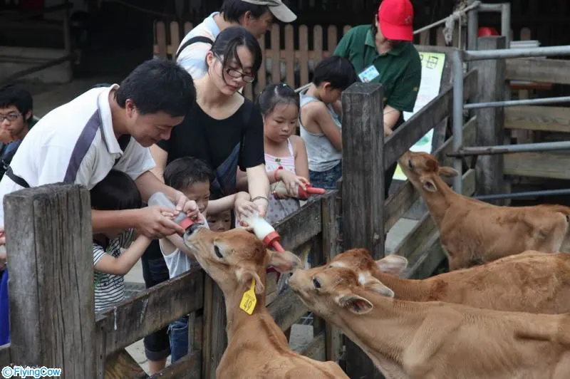 Feed the calf with a professional milk bottle