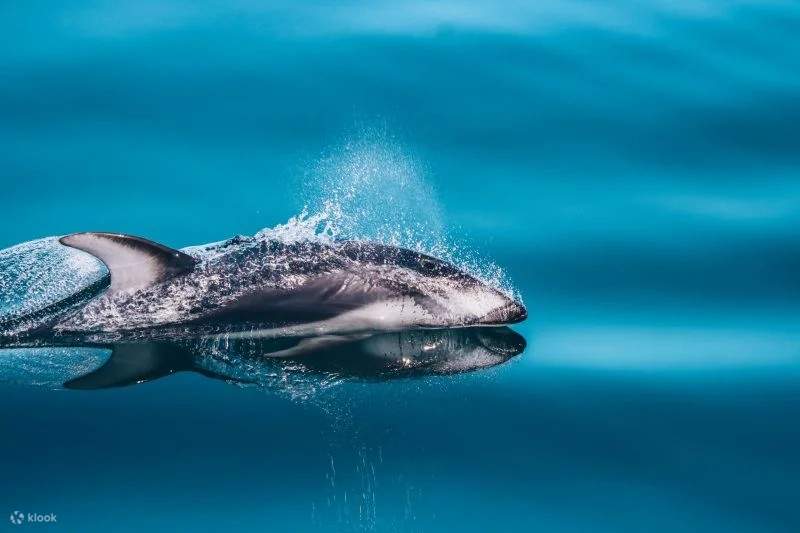 Наблюдение за игривым дельфином, грациозно выпрыгивающим в чистейших прибрежных водах