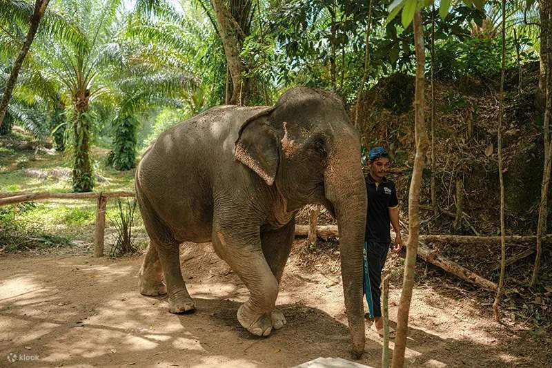 Pengalaman Merawat Gajah & Petualangan ATV di Hutan Krabi