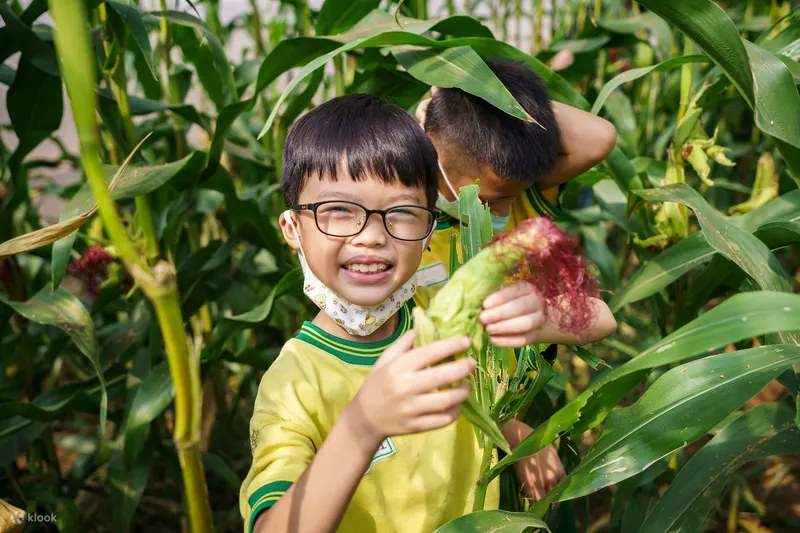 桃園 | Formosa Plastics Yangmei Organic Ecological Farm | 農場見学、果物や野菜の収穫、DIY 活動