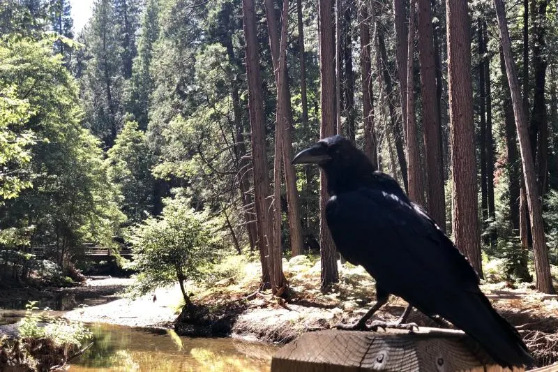 Raven perched