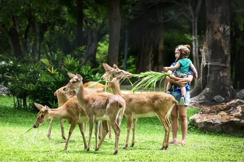Khao Kheow Open Zoo