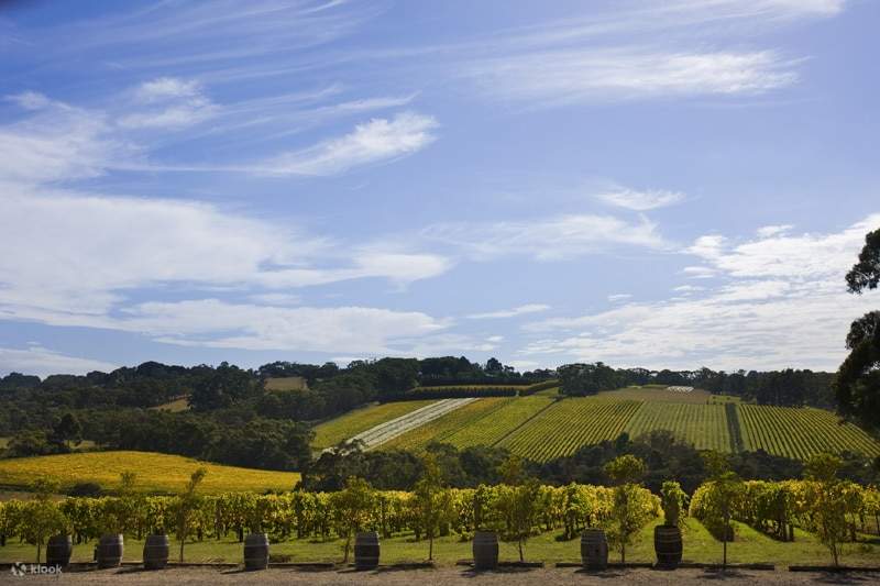 Mornington Peninsula Wine & Food Tour with Transfers from Melbourne Klook
