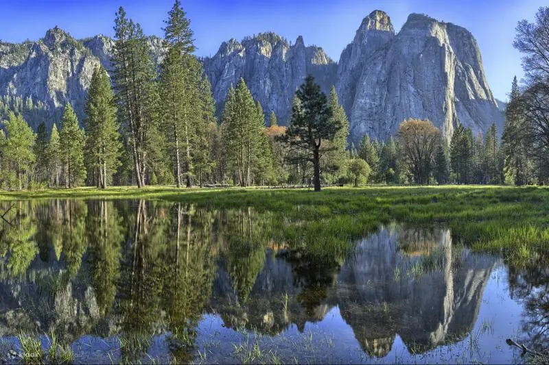 Trees by the lake