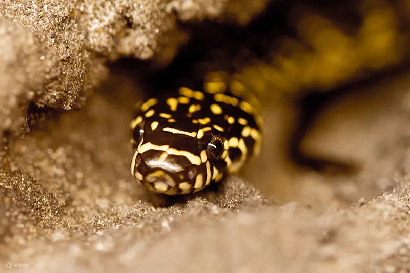 Currumbin Wildlife - Currumbin Wildlife Snakes
