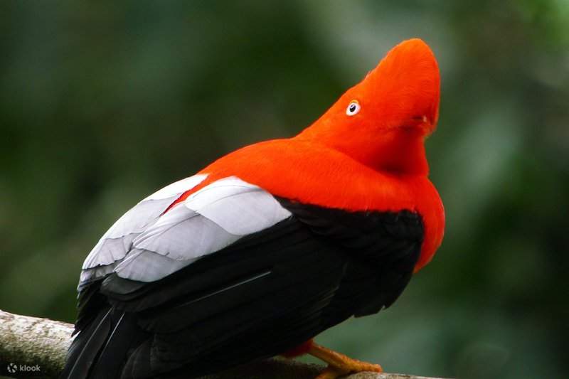 Immerse in Nature: Manu National Park Tour from Cusco in 3 Days - Klook ...