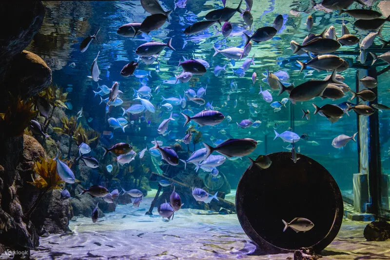 海洋生物水族馆