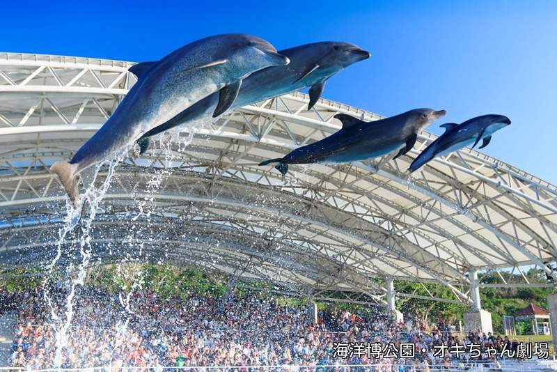 Spettacolo dei delfini all'acquario di Okinawa