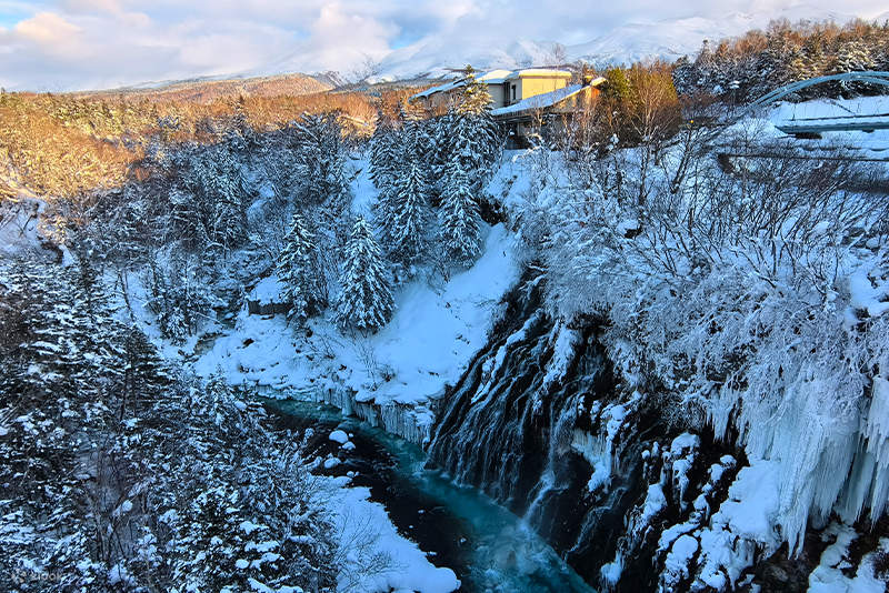 One-day tour to Asahikawa Zoo & Internet celebrity Biei Tree & Shirasu ...