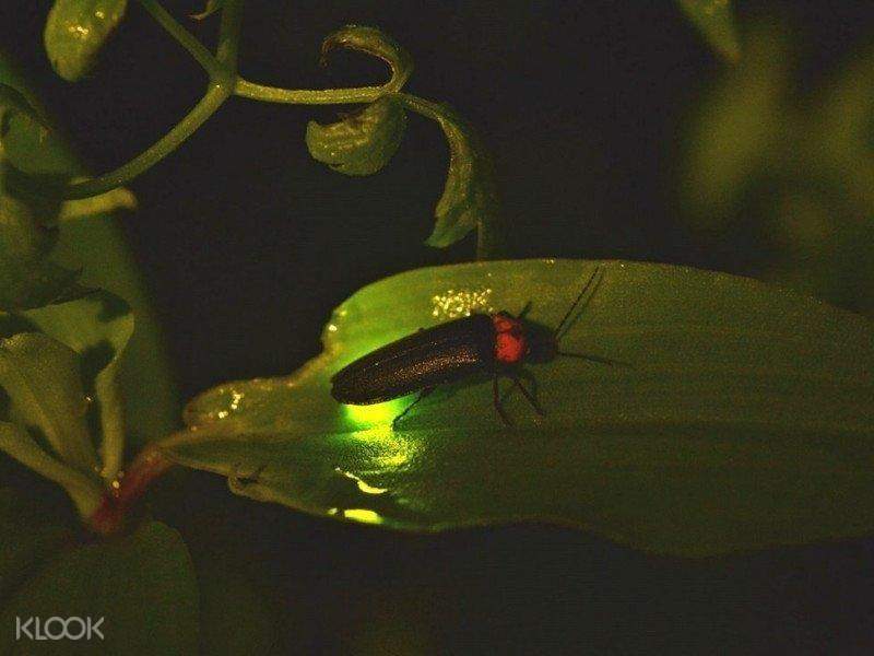 Desaru Fruit Farm And Fireflies Tour With Seafood Dinner Klook New Zealand