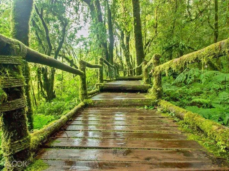 Cameron Highlands Tour In Malaysia Klook Us