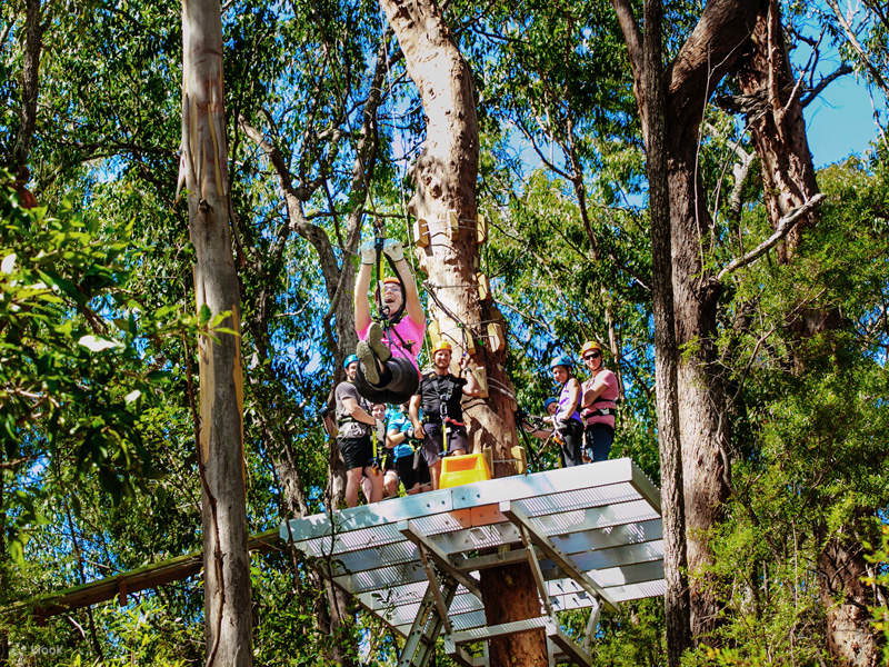 Canyon Flyer Guided Zipline Tour in Tamborine Mountain Klook