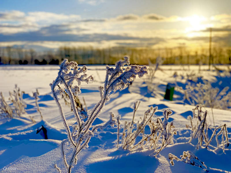 独占广阔的雪原