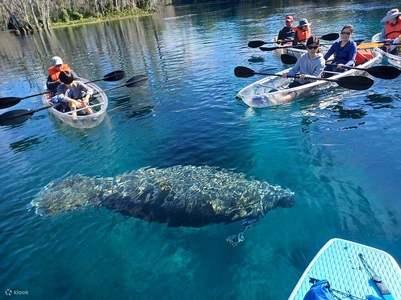 Manatees and Monkeys Clear Kayak or Clear Paddleboard Adventure at S