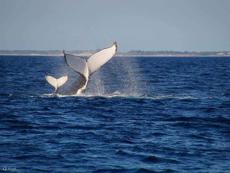 Broome Whale Watching Cruise Klook United States
