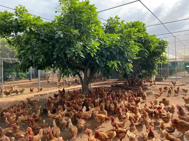 桃園 | Formosa Plastics Yangmei Organic Ecological Farm | 農場見学、果物や野菜の収穫、DIY 活動