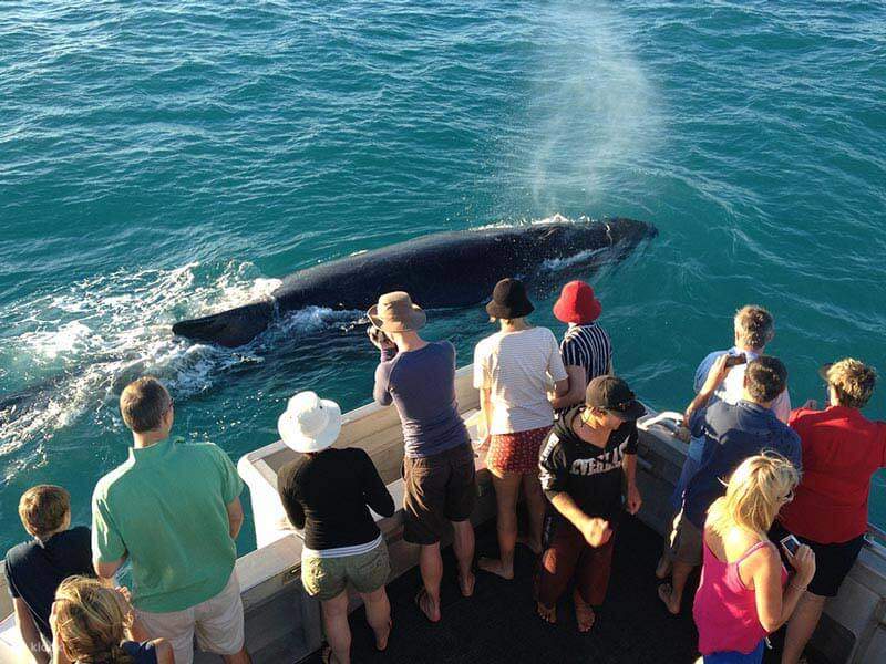 Broome Whale Watching Cruise Klook United States