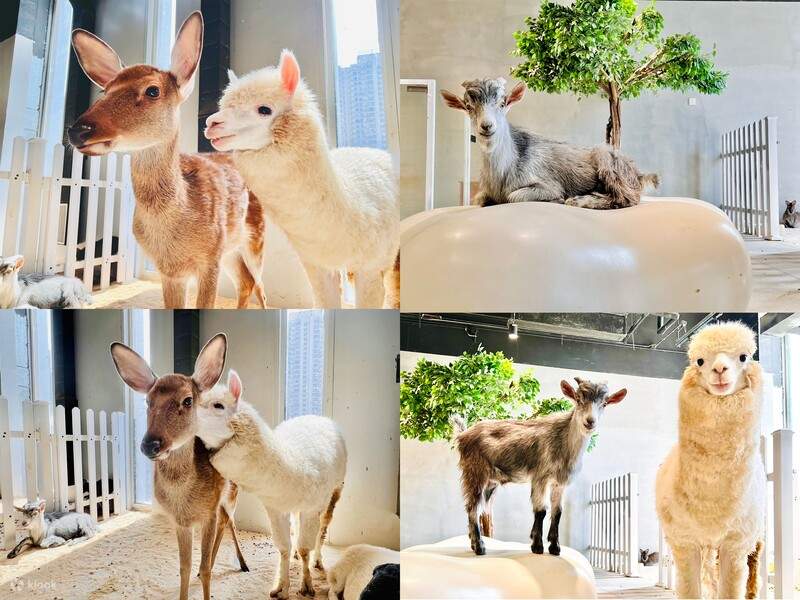 Lollypet (ร้าน Lollypet สาขาวันเค่อหลี่ หลงกั่ง หลงเฉิง)