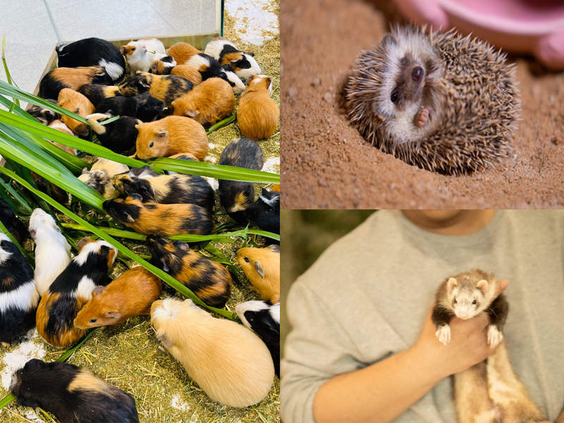 롤리펫 맹총 낙원 (맹총은 심천 야생동물원에서 옴)