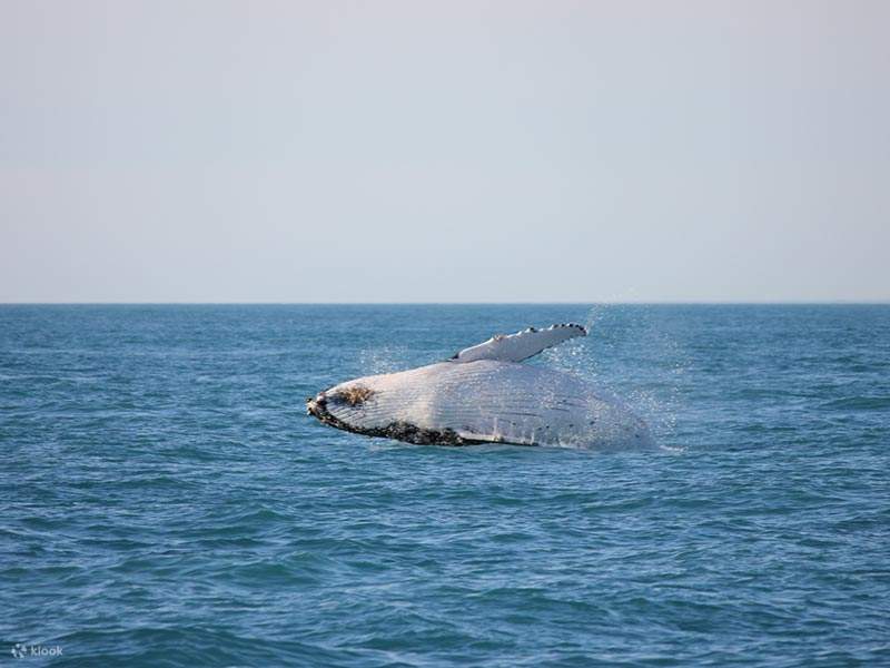 Broome Whale Watching Cruise Klook United States