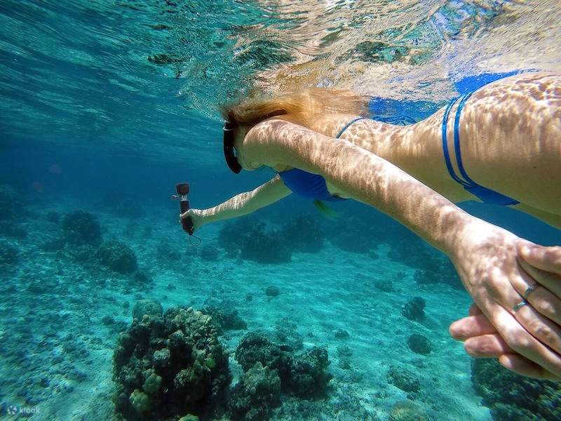 Chuyến Đi Biển Lặn Ngắm Cá Heo Thú Vị & Đưa Đón – Marsa Alam