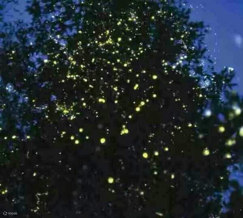 Klias Mangrove & Fireflies River Cruise – Evening Wildlife Tour in Kota ...