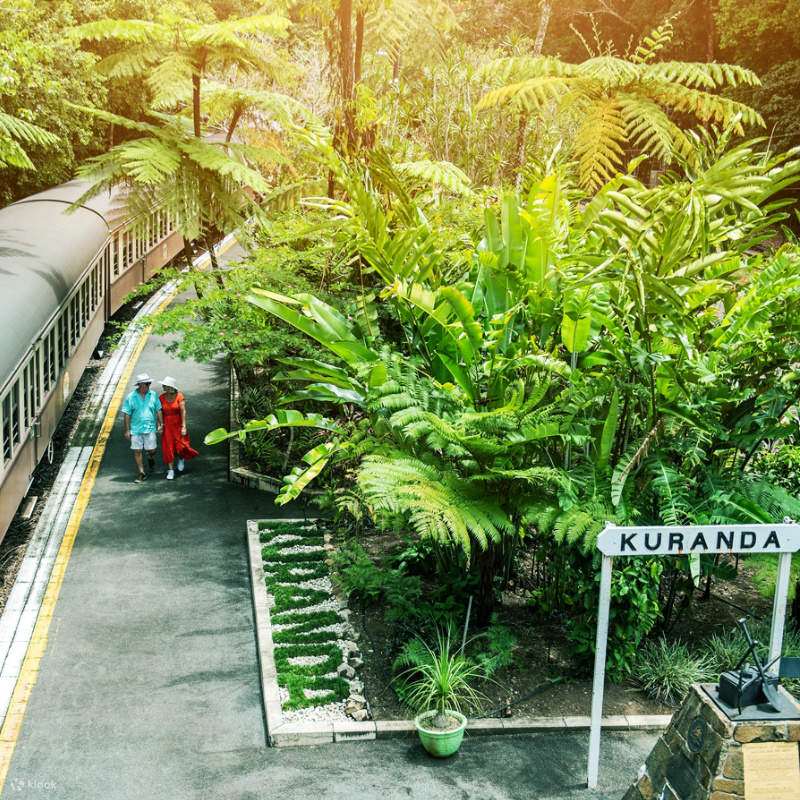 Tour di un giorno a Cairns, nella foresta pluviale di Kuranda e nella ...