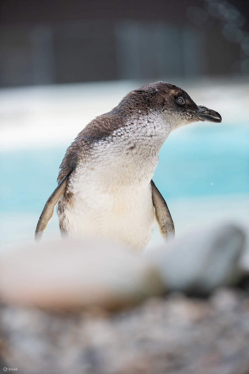 Vé Trung Tâm Động Vật Hoang Dã West Coast