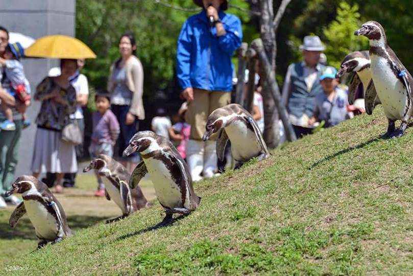 Jardin botanique de Kujukushima Mori Kirara