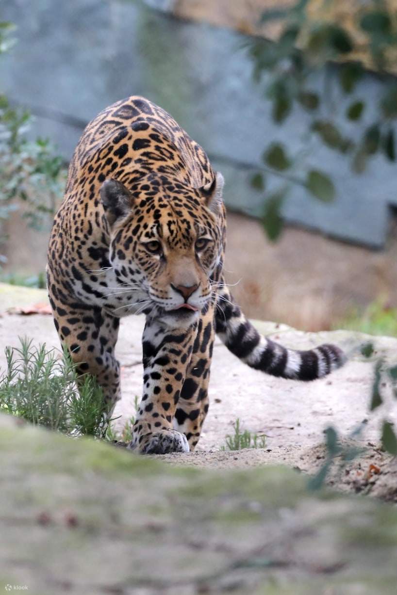 เสือดาว สวนสัตว์อาร์ติส อัมสเตอร์ดัม