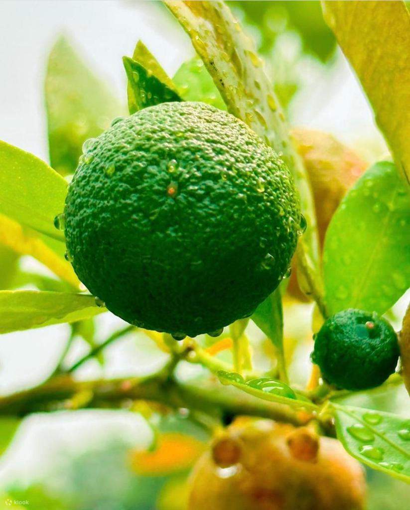 Pengalaman Glamping Semulajadi di Galaxy Garden(Lantau)